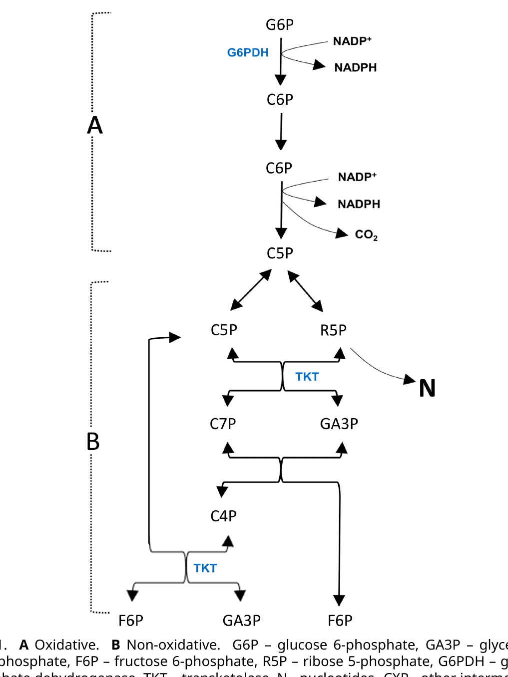 Reaction diagram. Part A (oxidative, irreversible): G6P is converted via G6PDH to C6P then C5P, releasing two NADPH and one CO2. Part B (non-oxidative, reversible): C5P interconverts with R5P and, via two transketolase (TKT) reactions, with C7P, GA3P, C4P, and F6P, ultimately yielding F6P and GA3P.
