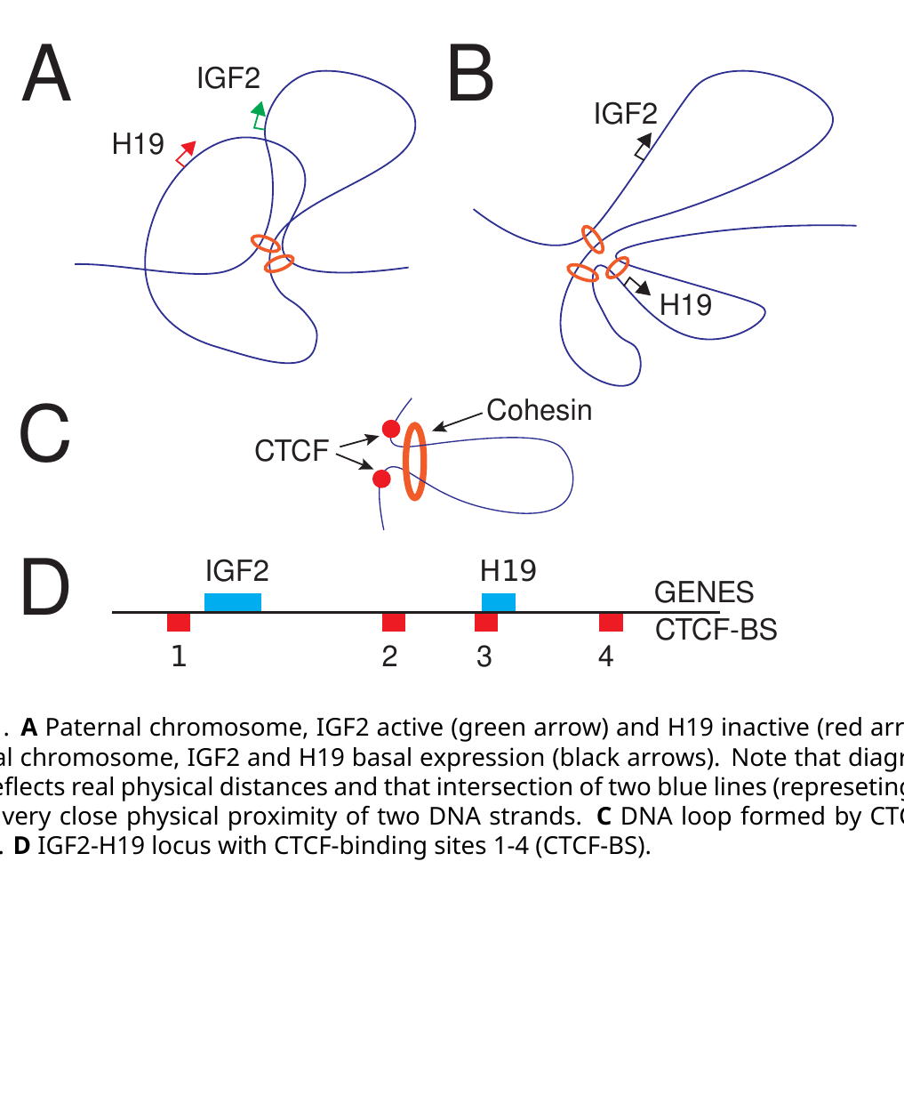 Panel A: paternal chromosome DNA drawn as a looping line, with IGF2 marked active (green arrow) and H19 inactive (red arrow), loops anchored by an orange CTCF/cohesin ring. Panel B: maternal chromosome with a different loop topology and both IGF2 and H19 shown with black (basal expression) arrows. Panel C: a simple diagram of a single CTCF/cohesin-anchored DNA loop. Panel D: a linear map of the locus showing IGF2 and H19 gene positions and CTCF-binding sites 1-4.