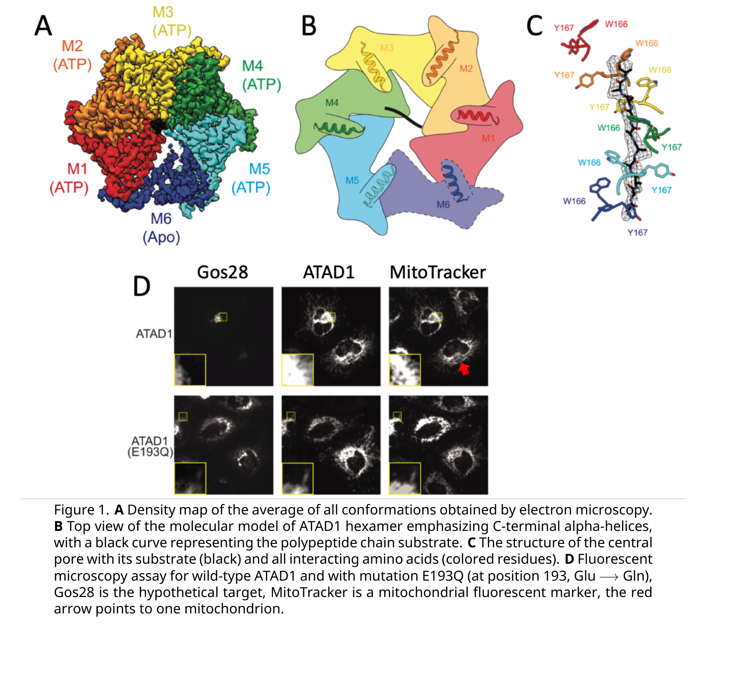 Panel A: a colored cryo-EM density map of the ATAD1 hexamer with subunits M1-M5 labeled ATP-bound and M6 labeled Apo/unclear. Panel B: a top-view cartoon of the hexamer emphasizing each subunit’s C-terminal alpha helix and a black curve representing the substrate polypeptide threading through the pore. Panel C: the central pore’s interacting aromatic residues (W166, Y167) around the black substrate chain. Panel D: fluorescence microscopy of Gos28, ATAD1, and MitoTracker channels for wild-type ATAD1 and the E193Q mutant.