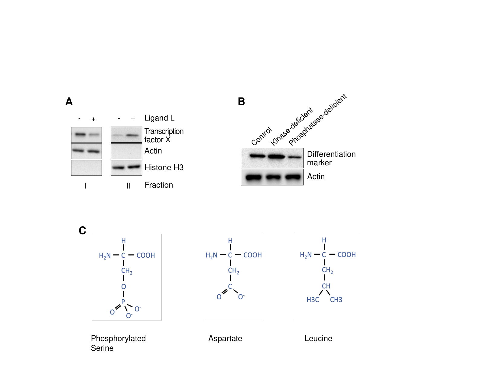 Panel A: two Western blots of unlabeled fractions I and II, each with/without ligand L, probed for transcription factor X, Actin, and Histone H3. Panel B: a Western blot of a differentiation marker and Actin across control, kinase-deficient, and phosphatase-deficient conditions. Panel C: the chemical structures of phosphorylated serine, aspartate, and leucine.