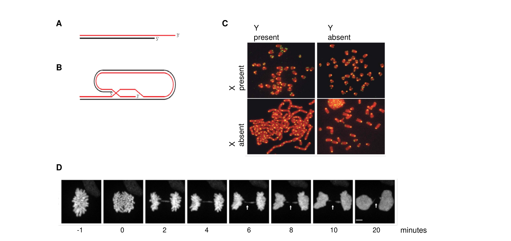 Panel A: a single-stranded 3’ telomeric overhang. Panel B: the overhang tucked back into the duplex DNA forming a T-loop. Panel C: four microscopy grids of chromosomes under presence/absence of factors X and Y, showing chromosome fusion chains when X is absent. Panel D: a time series of a chromosome bridge breaking during mitosis.