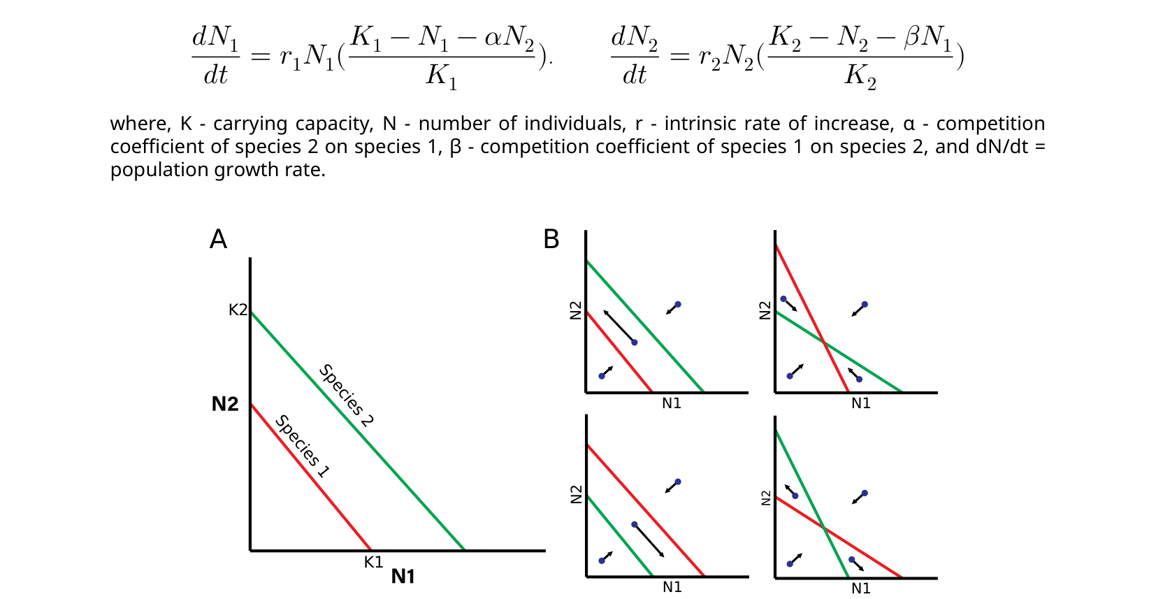 Left: a graph of two straight equilibrium lines for species 1 and species 2, from K1/K2 on the axes to K1/K2 on the opposite axis. Right: four small panels showing the four possible combinations of the two lines’ positions, each with arrows showing population trajectories from marked starting points.