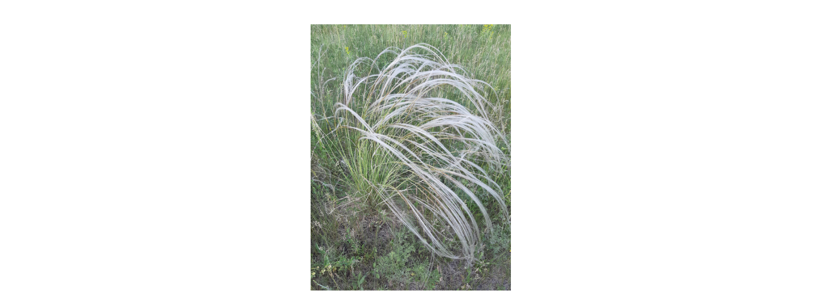 A photo of Stipa capillata grass with long, drooping, feathery seed awns, growing among other grasses.