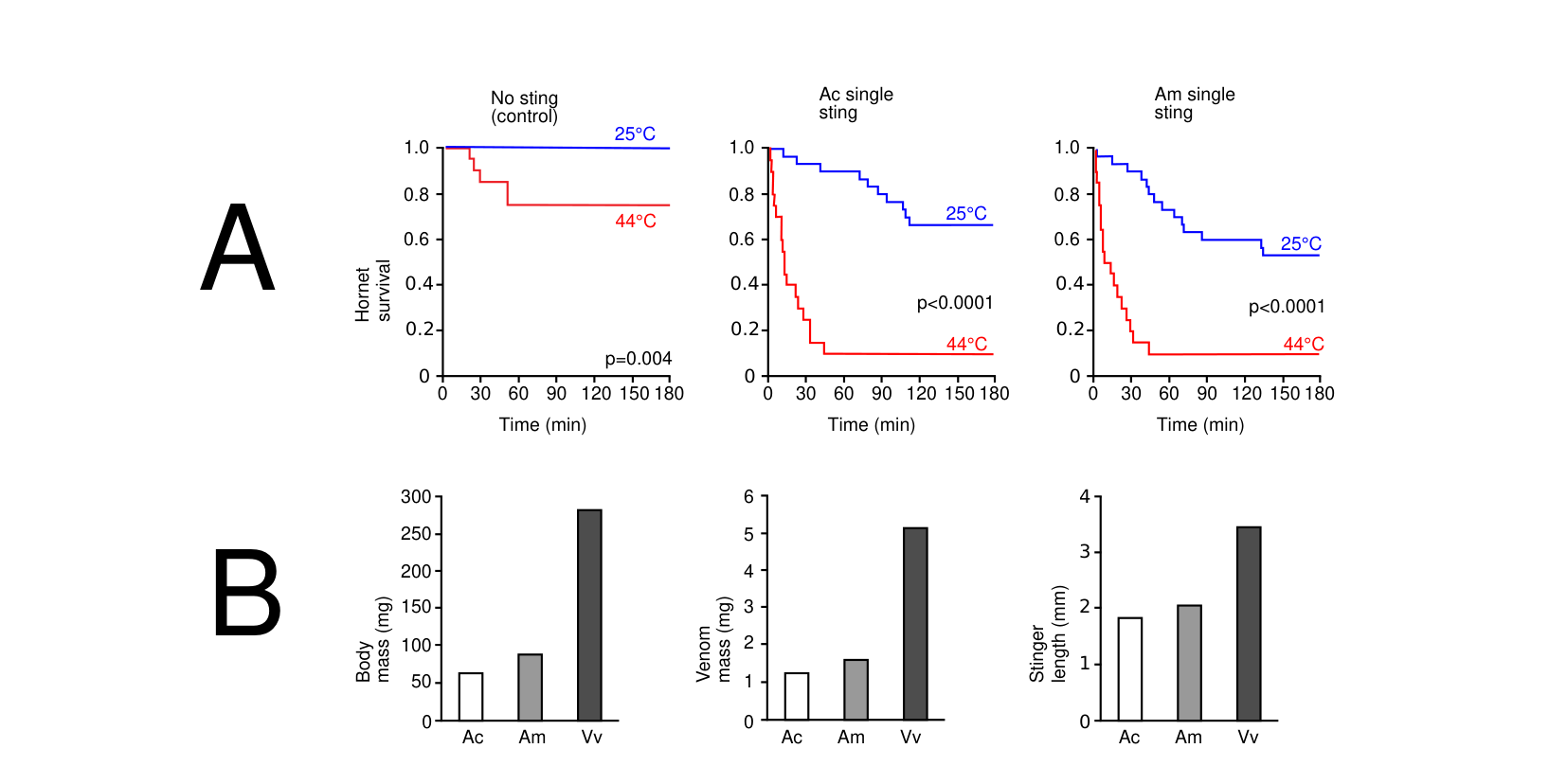 Panel A: three survival curves (no sting, Ac single sting, Am single sting), each comparing 25°C vs. 44°C hornet survival over 180 minutes. Panel B: three bar charts comparing body mass, venom mass, and stinger length across Ac, Am, and Vv.