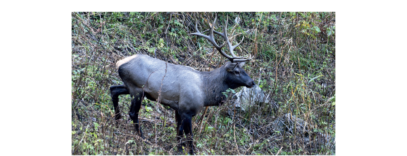 A red deer standing in dense grass and shrubs at the Kölsay Lakes National Park.