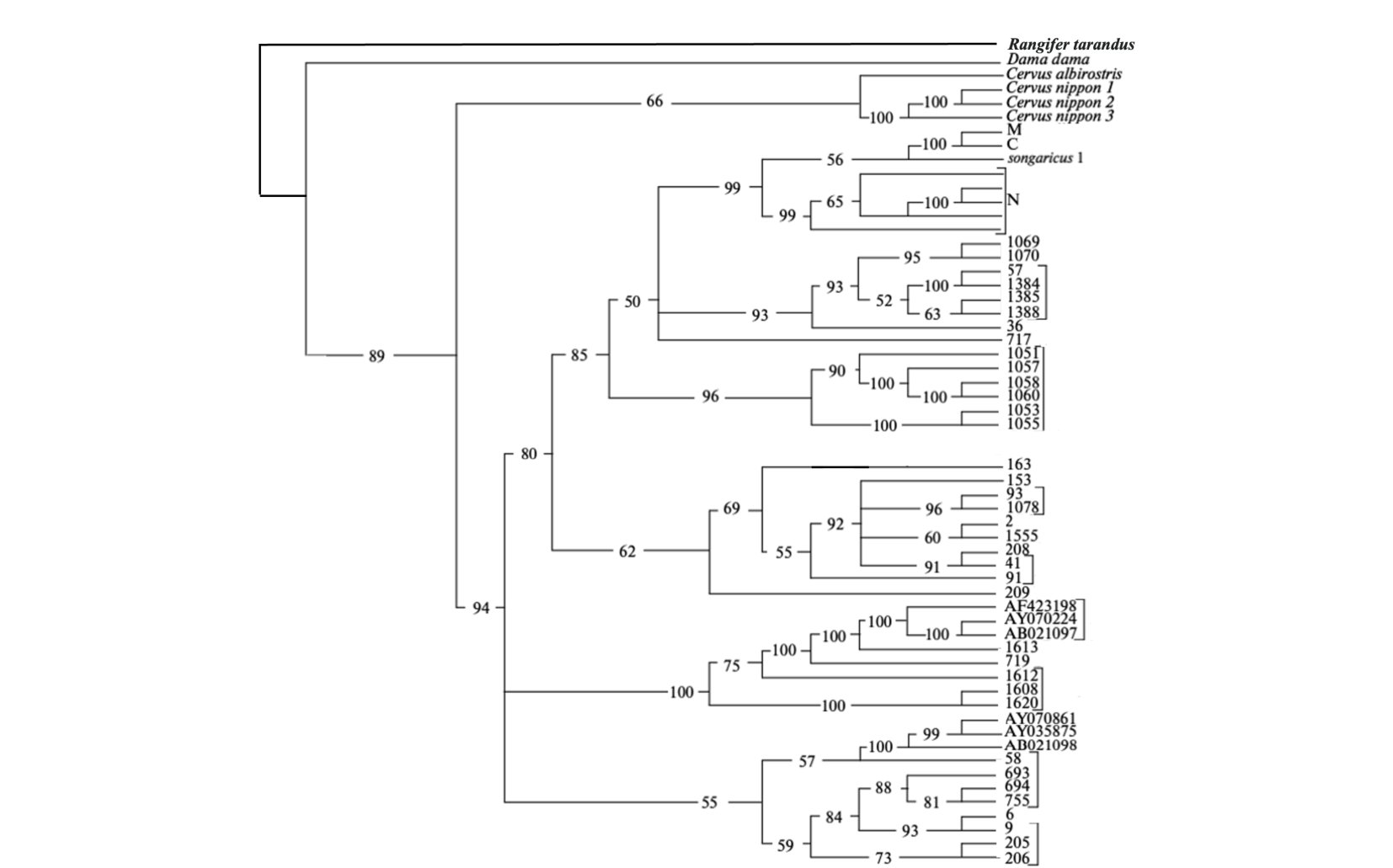 A phylogenetic tree with numbered bootstrap values on each branch, showing Rangifer tarandus and Dama dama as outgroups and many numbered/lettered Cervus elaphus sample groups nested within.