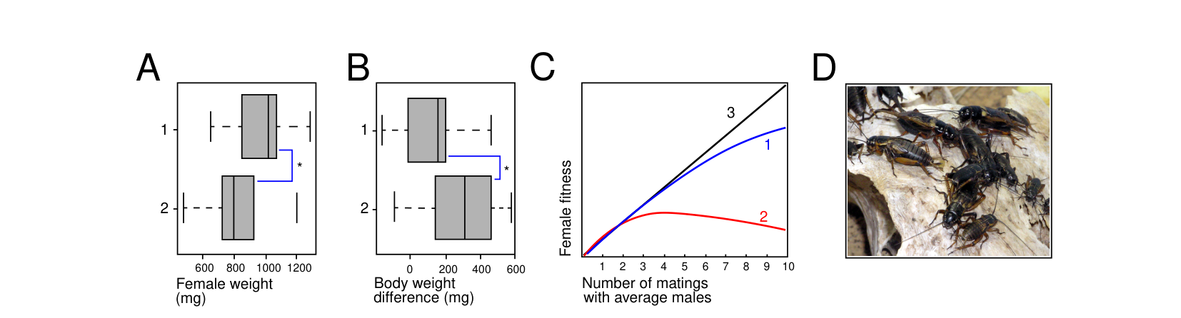 Panel A: boxplots of female weight for copulated vs. not-copulated outcomes. Panel B: boxplots of body weight difference for male-winning vs. male-losing fight outcomes. Panel C: three hypothetical curves of female fitness against number of matings. Panel D: a photo of several Gryllus bimaculatus crickets.