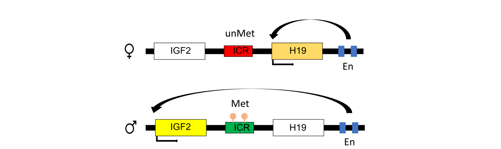 Two parallel gene-cluster diagrams — maternal chromosome (IGF2 silenced, H19 active, unmethylated ICR) above, paternal chromosome (IGF2 active, H19 silenced, methylated ICR) below, both with an enhancer region and looping arrows showing which gene the enhancer contacts.