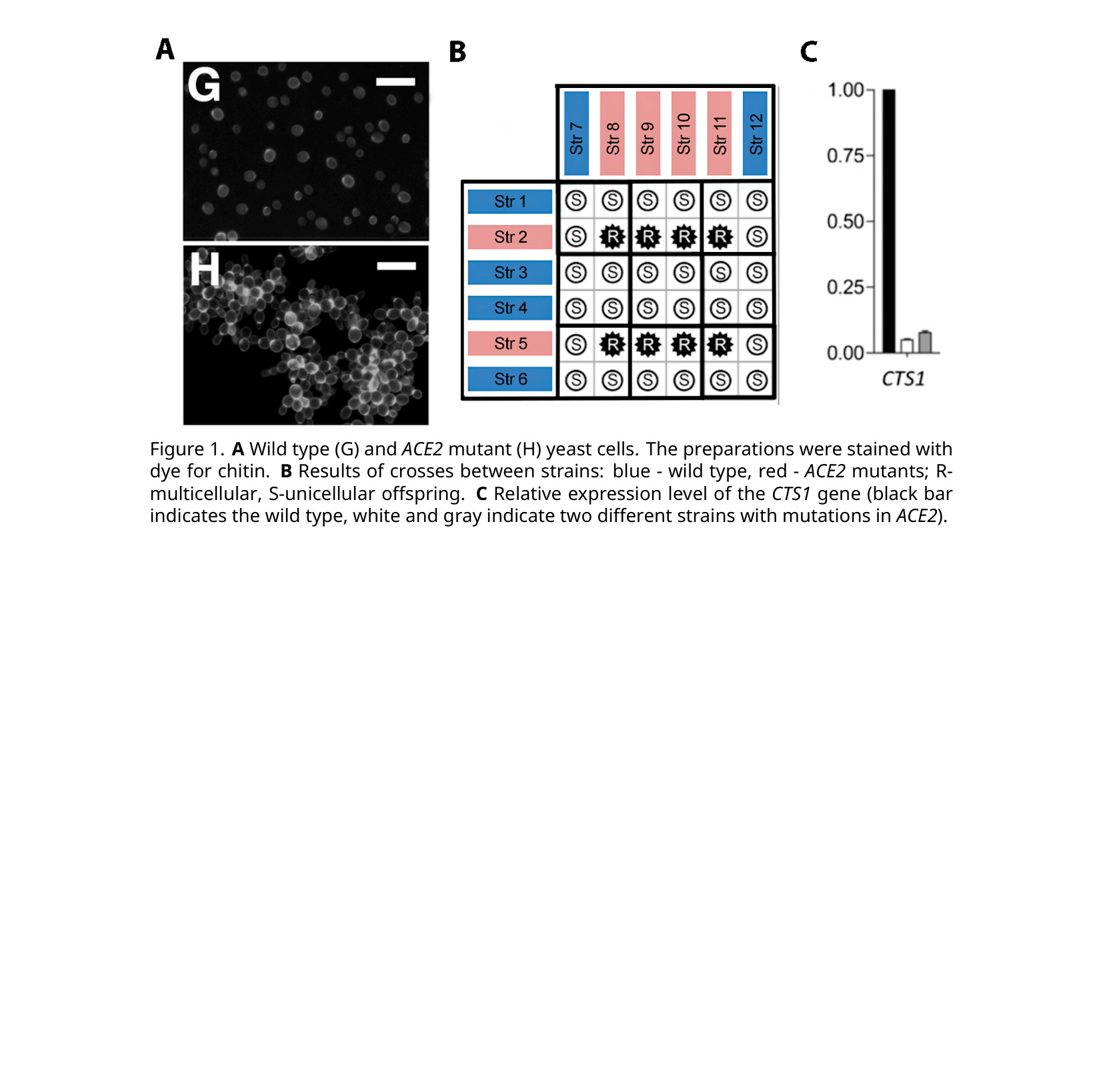 Panel A: two fluorescence micrographs of chitin-stained yeast, wild-type single cells (G) vs. mutant multicellular clusters (H). Panel B: a cross grid of 6 blue/red-labeled strains showing single-celled (S) or multicellular (R) offspring. Panel C: a bar chart of relative CTS1 expression, high in wild-type and low in two mutant strains.