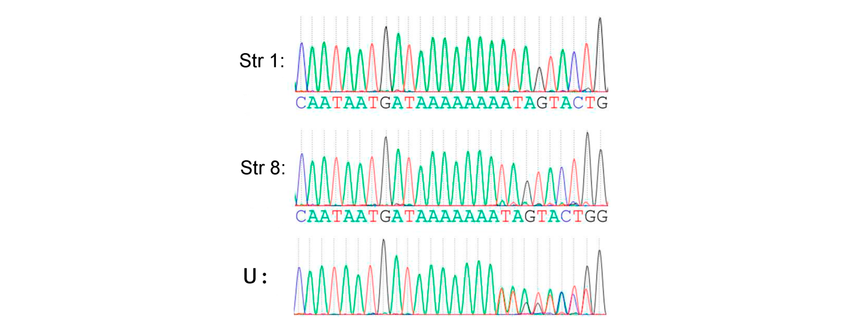 Three DNA sequencing chromatogram traces (Str 1, Str 8, and an unknown sample U) around a poly-A run, with Str 8 one adenine longer than Str 1 and the unknown showing overlapping double peaks.
