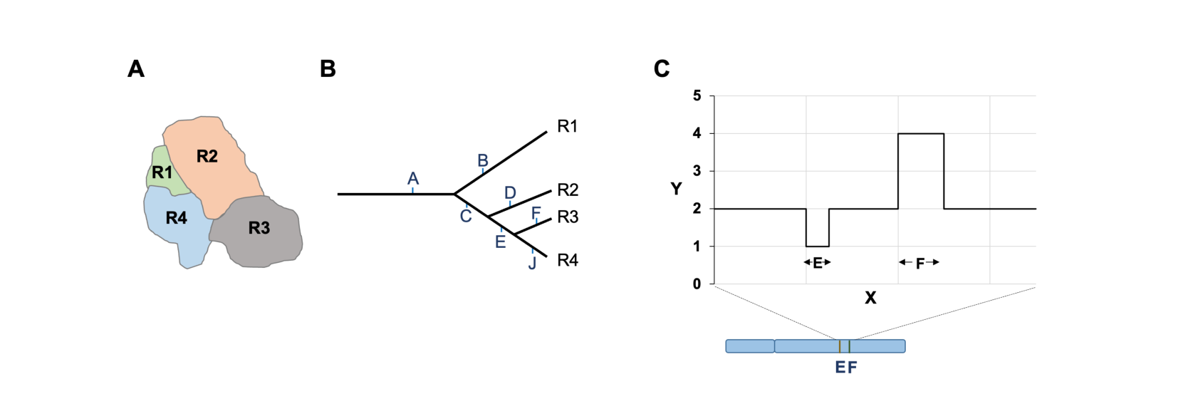 Panel A: a hypothetical tumor sample divided into four colored regions R1-R4. Panel B: an evolutionary tree showing mutations A-J branching into the four regions, with A on the trunk. Panel C: a copy-number plot along a chromosome showing a dip at gene E and a spike at gene F.
