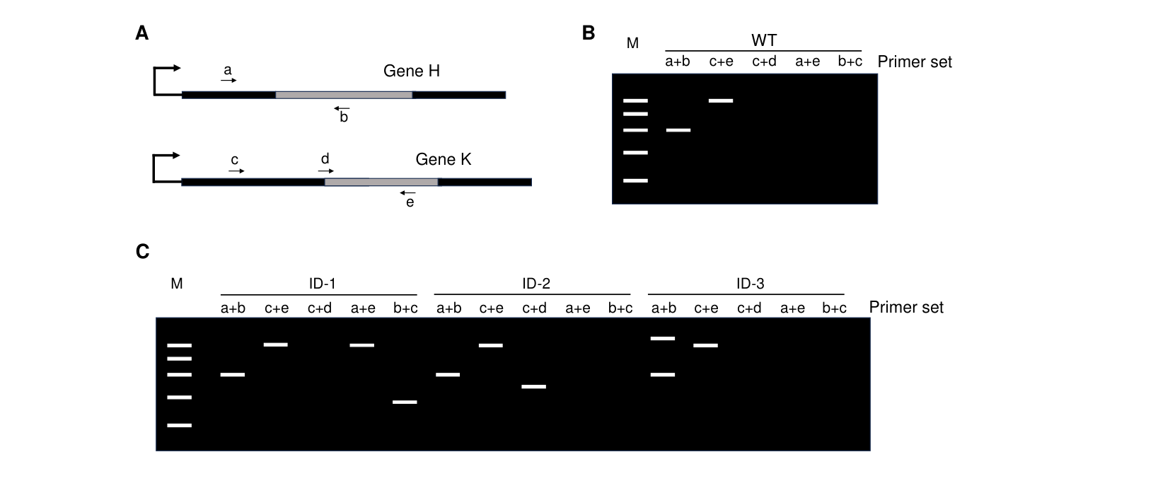 Panel A: exon/intron diagrams of genes H and K with primers a,b on H and c,d,e on K. Panel B: a wild-type PCR gel with 5 primer-pair lanes, only c+e and a+b giving bands. Panel C: PCR gels for ID-1, ID-2, and ID-3 across the same 5 primer pairs, each showing a different band pattern from wild-type.