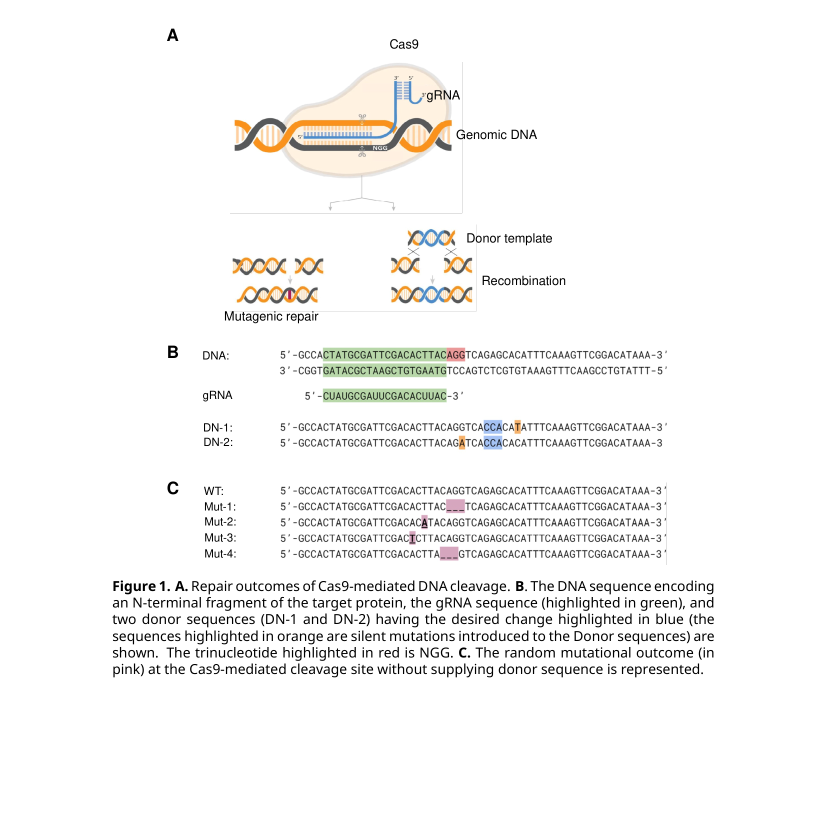 Panel A: a schematic of Cas9 bound to gRNA cleaving genomic DNA, branching into mutagenic repair or donor-template-guided recombination. Panel B: the target DNA sequence with gRNA-matching region highlighted green and NGG highlighted red, plus two donor sequences DN-1 and DN-2 with the desired change in blue. Panel C: the wild-type sequence compared to four random mutational outcomes Mut-1 through Mut-4, each with a small deletion, insertion, or substitution highlighted in pink.