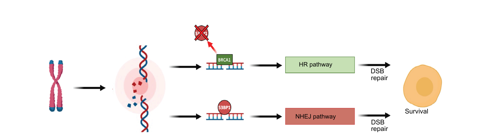 Diagram of a chromosome experiencing a double-strand break, branching into a BRCA1-mediated HR pathway (inhibiting 53BP1) and a 53BP1-mediated NHEJ pathway, both leading to DSB repair and cell survival.