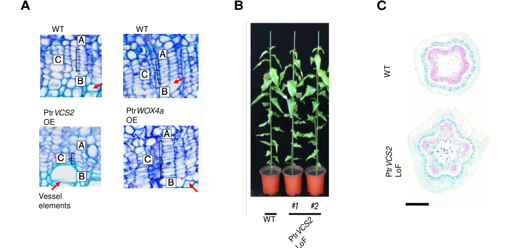 Three-panel figure: panel A shows stained stem cross-section micrographs comparing wild-type to PtrVCS2-overexpression and PtrWOX4a-overexpression mutants, with regions A, B, and C labeled and red arrows marking vessel elements; panel B is a photo comparing the height of wild-type Populus trichocarpa plants to two independent PtrVCS2 loss-of-function lines; panel C shows safranin O/fast green-stained stem cross-sections comparing wild-type to a PtrVCS2 loss-of-function mutant, with a scale bar.