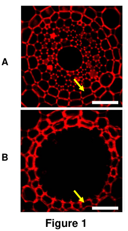 Two fluorescence-microscopy cross-sections of a wild-type root at two different positions, both showing a ring of cells stained red with a yellow arrow indicating the endodermal cell layer; the upper cross-section (position A) shows dye penetrating fully into the central vascular cylinder, while the lower cross-section (position B) shows dye excluded from the dark central vascular cylinder.
