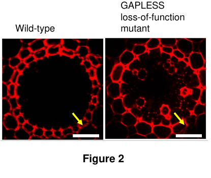Two fluorescence-microscopy root cross-sections side by side: wild-type, where red dye is excluded from a dark central vascular cylinder, and a GAPLESS loss-of-function mutant, where red dye has penetrated into the central vascular cylinder; yellow arrows mark the endodermal cell layer in each.