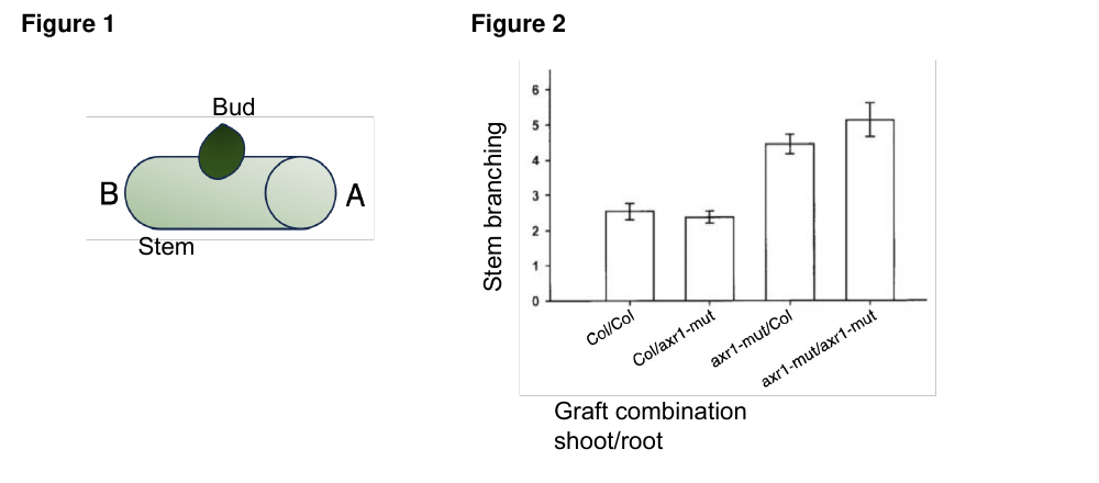 Two-panel figure: Figure 1 is a schematic of a stem segment with a bud growing from its middle and ends labeled B (left) and A (right); Figure 2 is a bar chart of stem branching for four graft combinations — Col/Col, Col/axr1-mut, axr1-mut/Col, and axr1-mut/axr1-mut (shoot/root).