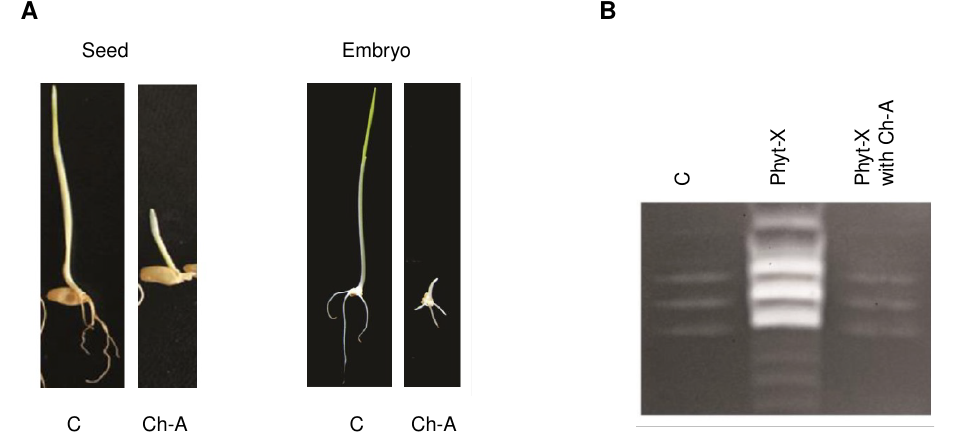 Two-panel figure: panel A shows photographs comparing seed and isolated-embryo germination with and without chemical A (Ch-A) treatment; panel B shows a zymogram gel with bands for control, Phyt-X, and Phyt-X-with-Ch-A treatments, where dark bands indicate starch digestion by α-amylase.