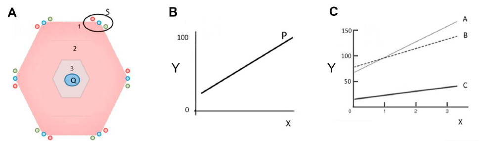 Three-panel figure: panel A is a hexagonal diagram of a liver lobule with the portal triad (S) at the outer corners, the central vein (Q) at the center, and concentric zones 1, 2, 3 labeled between them; panel B is a line graph of circulating toxic-substance concentration against distance from the central vein; panel C is a line graph of bile flow against bile-salt secretion rate for rabbit, rat, and human.