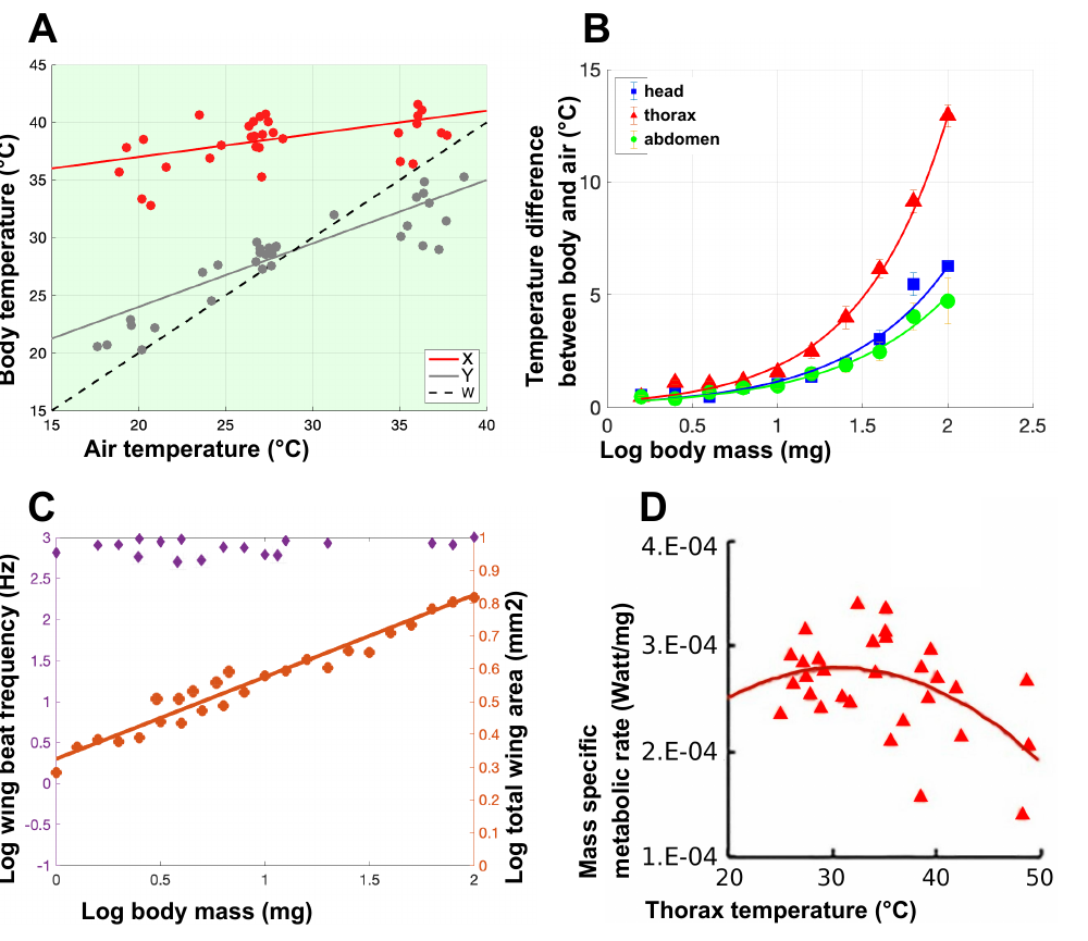 Four-panel figure: panel A plots body temperature against air temperature for a large-bodied bee, with lines X (thorax), Y (abdomen), and W (dashed, unity line); panel B plots the temperature difference between body and air against log body mass for head, thorax, and abdomen; panel C plots log wing-beat frequency and log total wing area against log body mass; panel D plots mass-specific metabolic rate against thorax temperature.