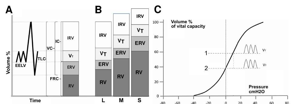 Three-panel figure: panel A is a time-course trace of lung volume with EELV and TLC marked, alongside a stacked bar of lung volume subdivisions (ERV, FRC, VT, IC, IRV, VC, RV, TLC); panel B compares stacked lung-volume bars for mild (L), moderate (M), and severe (S) COPD; panel C is a pressure-volume (sigmoid) curve plotting volume % of vital capacity against pressure, with two tidal-volume loops marked 1 and 2 at different points on the curve.