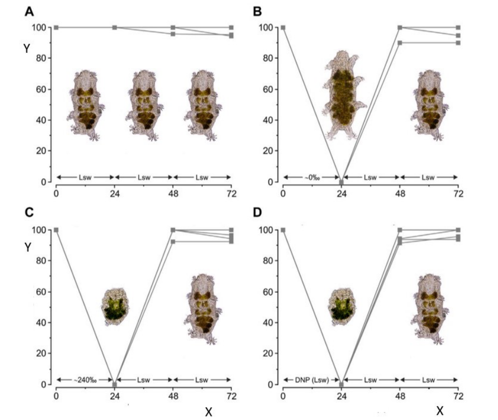 Four-panel figure (A–D) of tardigrade activity level (%) over 72 hours under different combinations of natural seawater, ultrapure water, and saturated seawater exposure, each panel illustrated with a small tardigrade drawing showing its body shape at that stage.