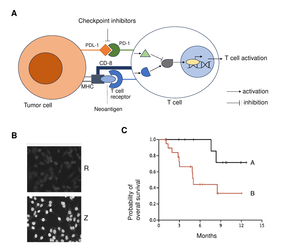 Three-panel figure: panel A is a schematic of the interaction between a tumor cell (presenting PDL-1, MHC, and a neoantigen) and a CD8+ T cell (with PD-1 and a T-cell receptor), showing checkpoint inhibitors blocking the PDL-1/PD-1 interaction and downstream T-cell activation pathway; panel B shows two immunofluorescence micrographs of healthy epithelial cells stained with patient R’s serum versus patient Z’s serum; panel C is a survival-curve graph comparing probability of overall survival over months for two patient cohorts, A and B, after checkpoint-inhibitor treatment.