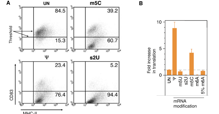 Two-panel figure: panel A shows four flow-cytometry dot plots (unmodified RNA, m5C, pseudouridine (Ψ), and s2U) plotting CD83 against MHC-II expression in dendritic cells, each with the percentage of cells above and below an activation threshold; panel B is a bar chart of fold-increase in translation for mRNA with different nucleotide modifications (unmodified, Ψ, m5U, s2U, m5C, m6A, and 5%-m6A).