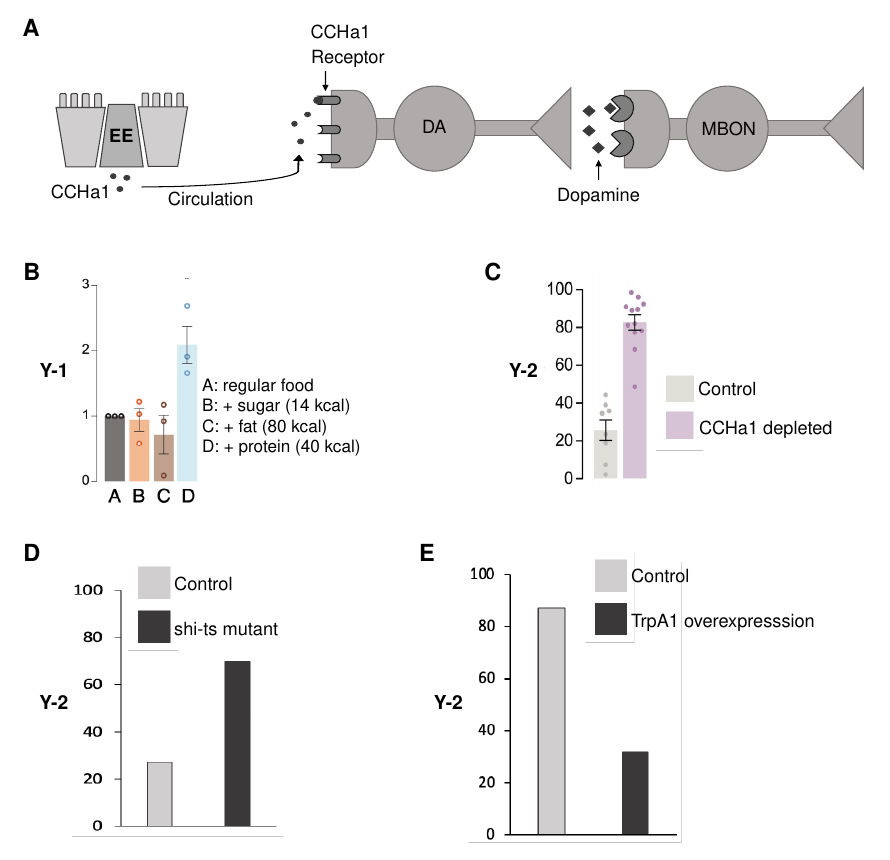 Five-panel figure: panel A is a schematic of enteroendocrine (EE) cells secreting CCHa1 into circulation, which binds a CCHa1 receptor on a DA neuron that synapses onto an MBON neuron via dopamine; panel B is a bar chart of CCHa1 mRNA level under four diets (regular food, +sugar, +fat, +protein); panel C is a bar chart of percent flies awoken by stimulation, comparing control to CCHa1-depleted flies; panel D is a bar chart comparing arousal in control versus shi-ts mutant flies; panel E is a bar chart comparing arousal in control versus flies overexpressing TrpA1 in MBON neurons.