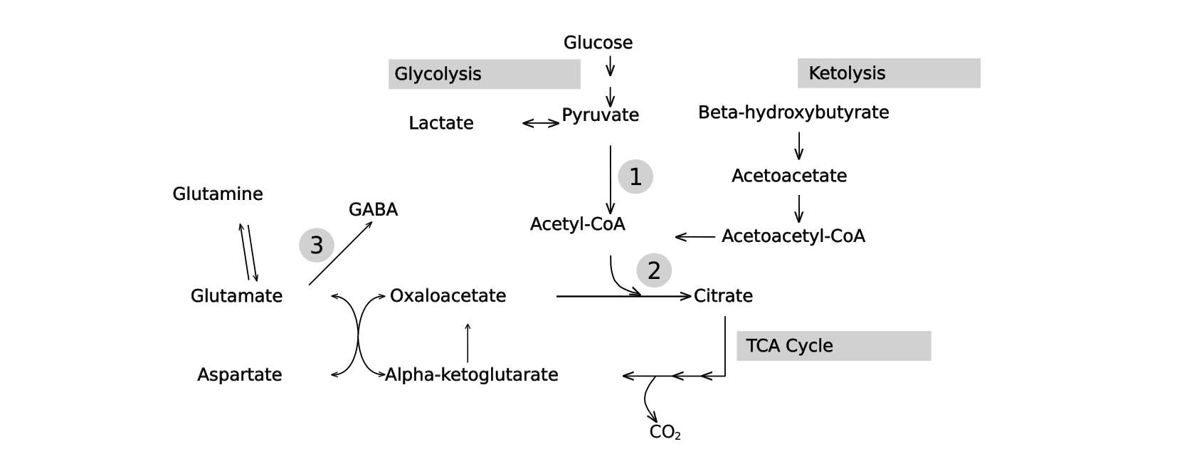 A metabolic pathway diagram connecting glycolysis, ketolysis, the TCA cycle, and the glutamate/GABA shunt, with three numbered reaction steps circled.
