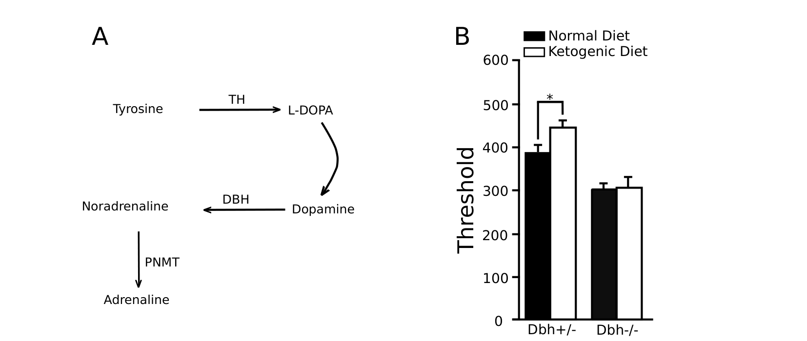Left: a pathway from tyrosine through L-DOPA, dopamine, noradrenaline (via DBH), and adrenaline (via PNMT). Right: a bar chart of seizure latency threshold for Dbh+/- and Dbh-/- mice on normal vs. ketogenic diet, with the ketogenic diet only raising the threshold significantly in Dbh+/- mice.