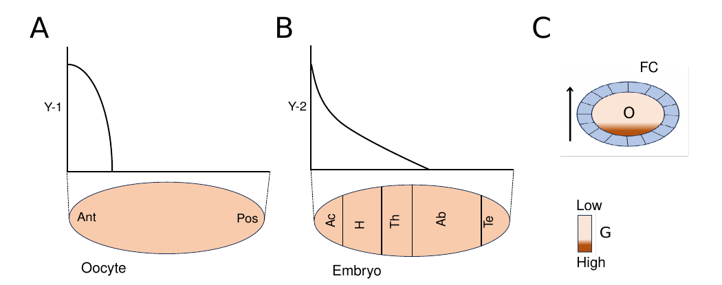 Three-panel figure: panel A plots bicoid mRNA concentration against anterior-posterior position in the oocyte; panel B plots bicoid protein concentration against position in the embryo, with the embryo divided into acron, head, thorax, abdomen, and telson regions; panel C is a schematic oval oocyte surrounded by follicle cells (FC), with a gradient bar showing gurken concentration from low (dorsal) to high (ventral) and an arrow indicating the gradient direction.