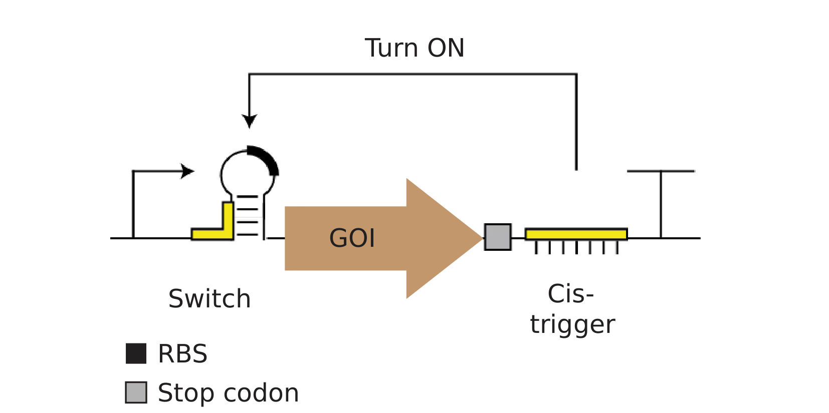 Diagram of a gene cassette with a promoter, a hairpin-forming “switch” containing the RBS, the gene of interest (GOI), a stop codon, and a cis-trigger sequence, with a “Turn ON” arrow looping from the cis-trigger back to the switch.