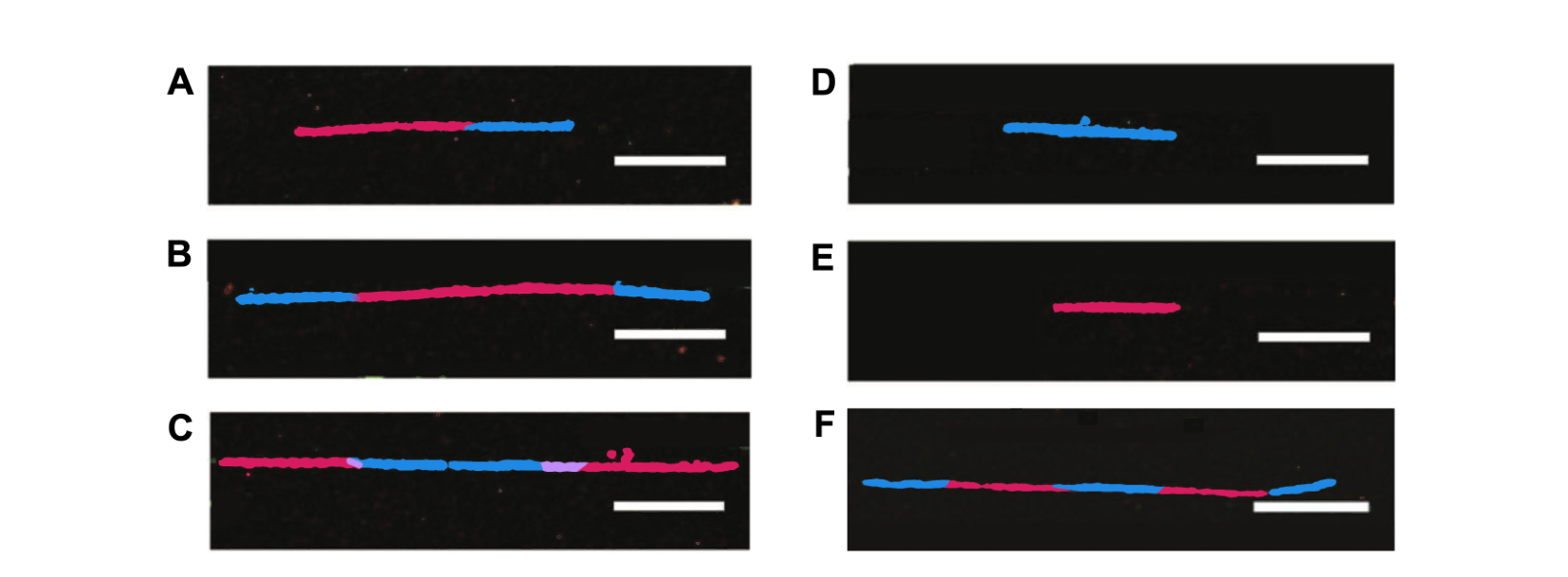 Six fluorescence microscopy panels (A-F), each showing a single stretched DNA fiber with segments colored red (CldU) and/or blue (IdU) in different patterns.