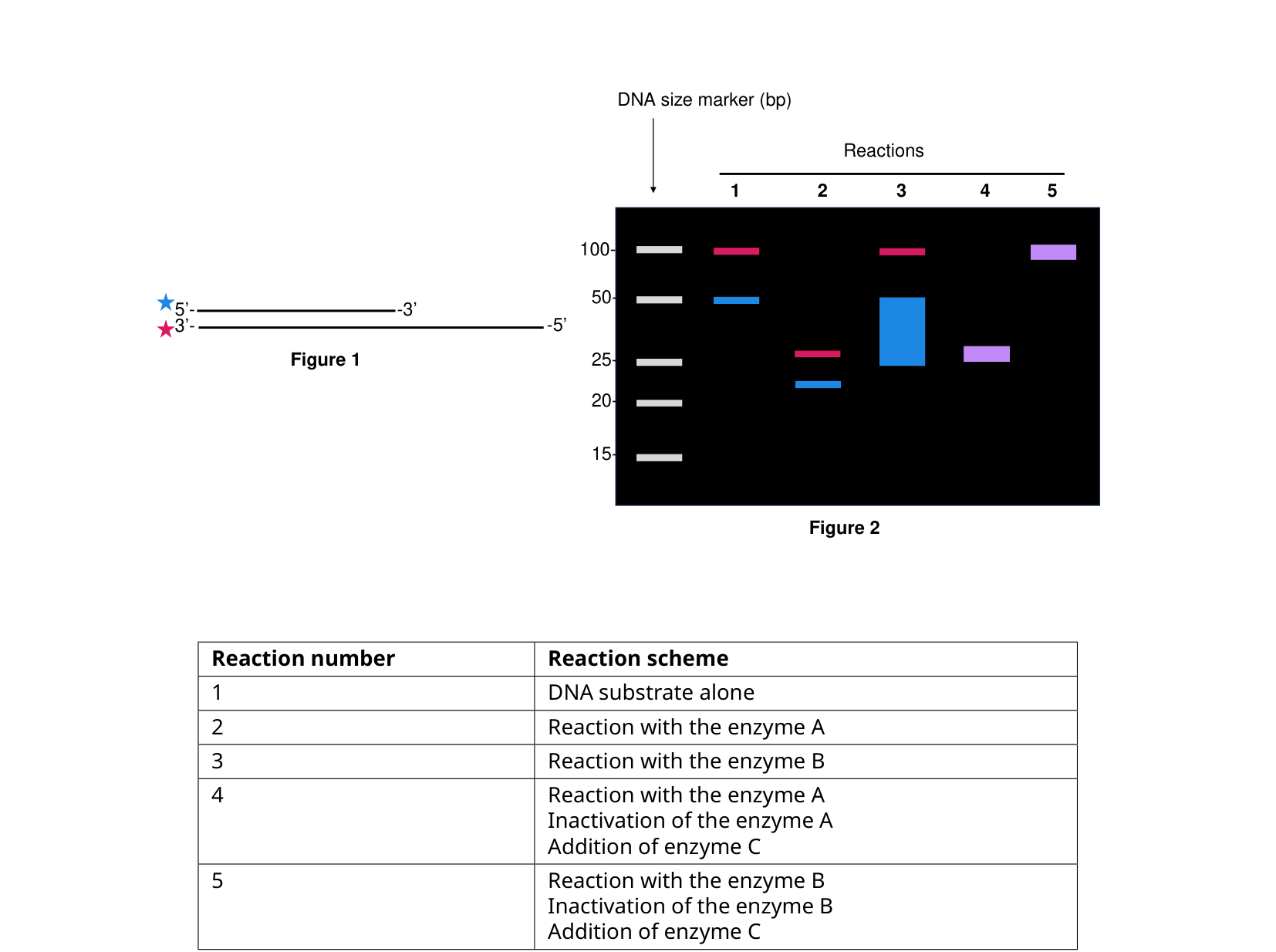 Left: a diagram of a 50-base blue-labeled strand paired with a 100-base red-labeled strand. Right: a gel with 5 lanes (reactions 1-5) showing colored bands at various sizes, and a table listing what enzyme(s) were added in each reaction.
