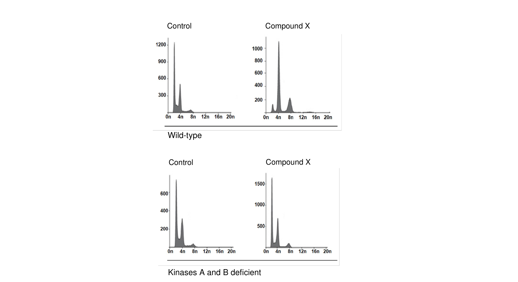 Four flow-cytometry DNA-content histograms comparing control vs. Compound X in wild-type cells (top row) and in kinases-A-and-B-deficient cells (bottom row); the wild-type + Compound X histogram shows an extra peak past 4n.