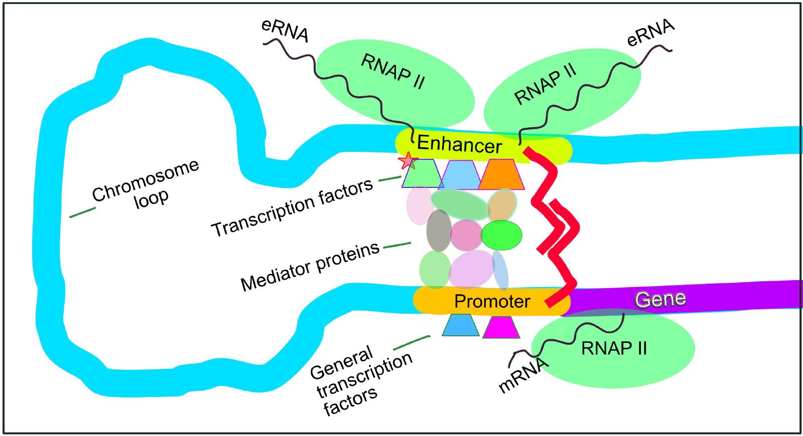 DNA looping brings a distal enhancer (bound by transcription factors, general transcription factors, and RNA polymerase II producing eRNA) into direct contact with the gene’s promoter (also RNAP II-bound, producing mRNA) via a bridging Mediator protein complex; the intervening chromosome loop is shown explicitly