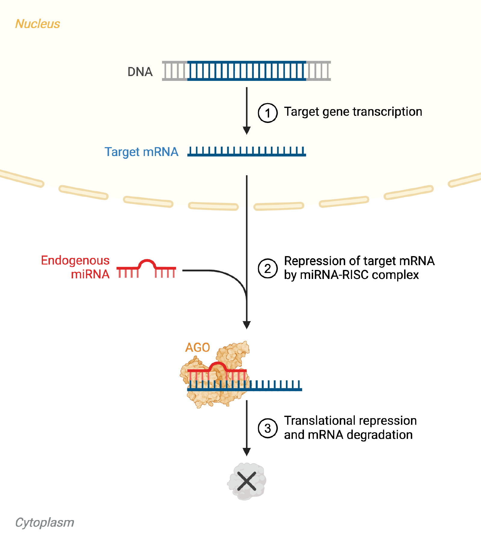 miRNA/RISC mechanism: a target gene is transcribed into target mRNA in the nucleus; in the cytoplasm, an endogenous miRNA (hairpin structure) is loaded into an Argonaute (AGO) protein, base-pairs with the target mRNA, and the resulting miRNA-RISC complex causes translational repression and mRNA degradation
