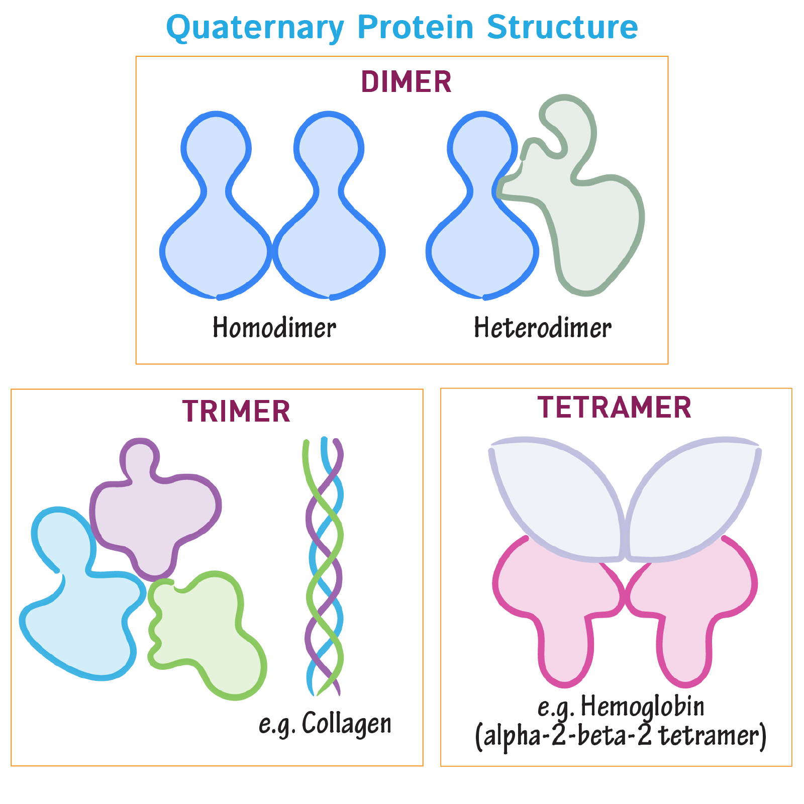 Quaternary protein structure examples: dimers (homodimer vs. heterodimer), a trimer (collagen’s triple helix), and a tetramer (hemoglobin’s α2β2 assembly)