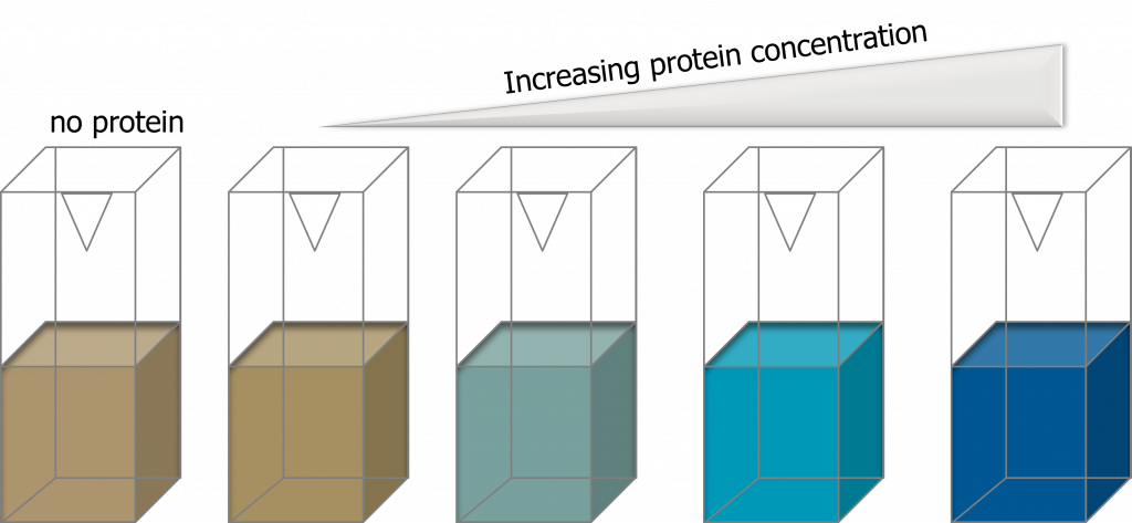 Bradford reagent showing the visible colour gradient from brown (low protein) to deep blue (high protein) across a standard series
