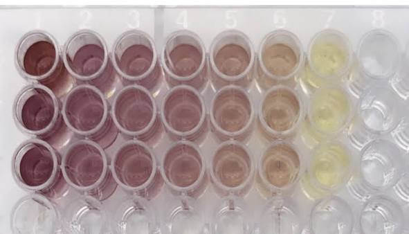 A microplate showing the DPPH colour change from deep purple to pale yellow as antioxidant concentration increases across the wells