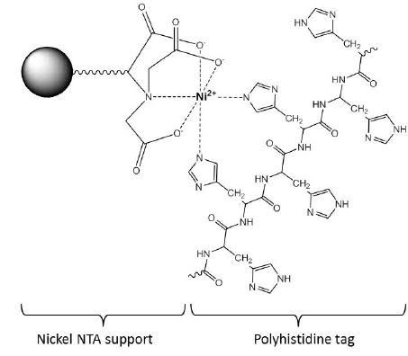 The His-tag’s consecutive histidine residues coordinating a Ni2+ ion held by the NTA resin, with imidazole competing for the same binding site
