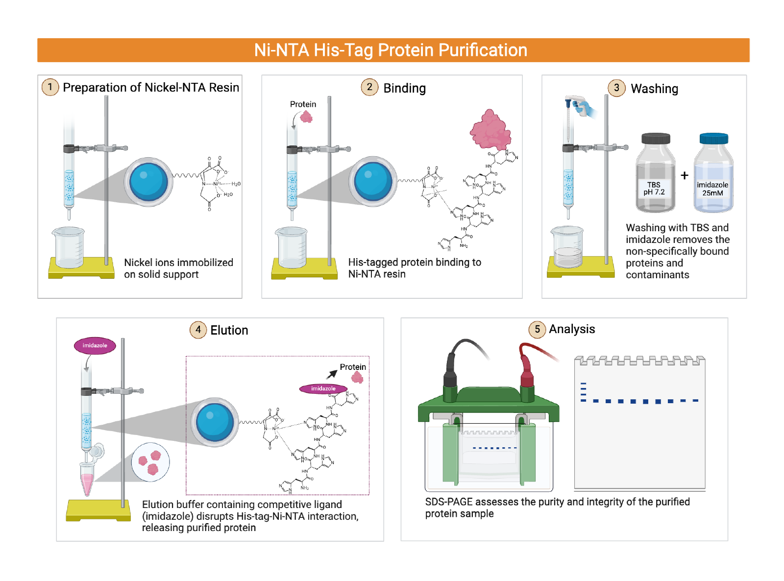 The Ni-NTA workflow: equilibrate, load lysate, wash away contaminants, then elute the purified His-tagged protein with imidazole