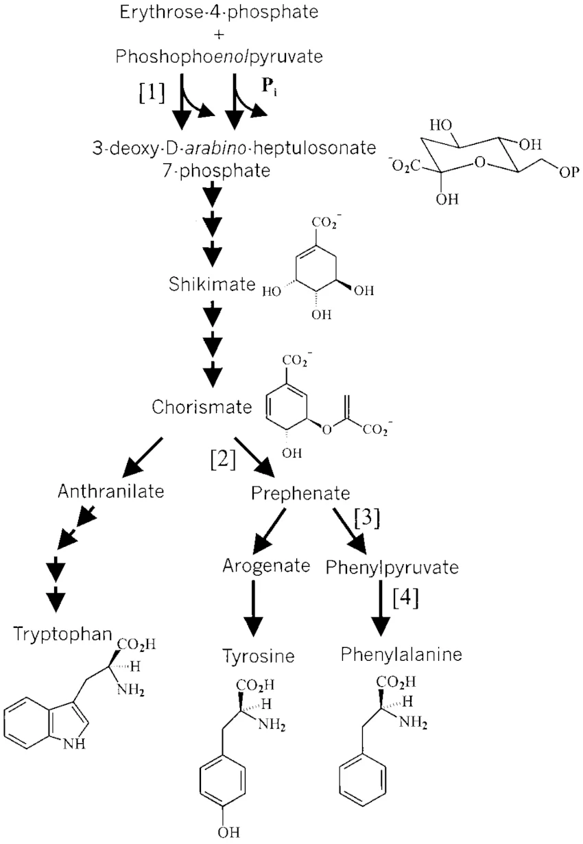 The shikimate pathway branching into aromatic amino acid biosynthesis, with chorismate as the key branch point leading to the Trp branch and the Tyr/Phe branch