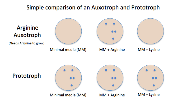 Auxotrophy plate test: colonies growing on supplemented minimal medium but absent on unsupplemented minimal medium, revealing a metabolic block