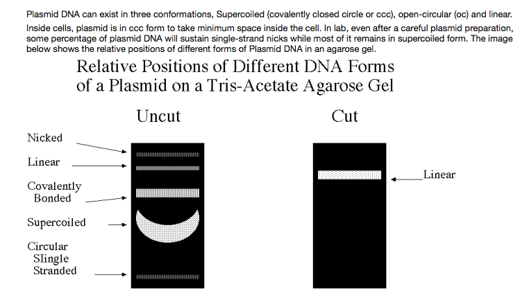 The same plasmid resolved into three distinct bands on one gel lane: supercoiled, linear, and open-circular/nicked forms