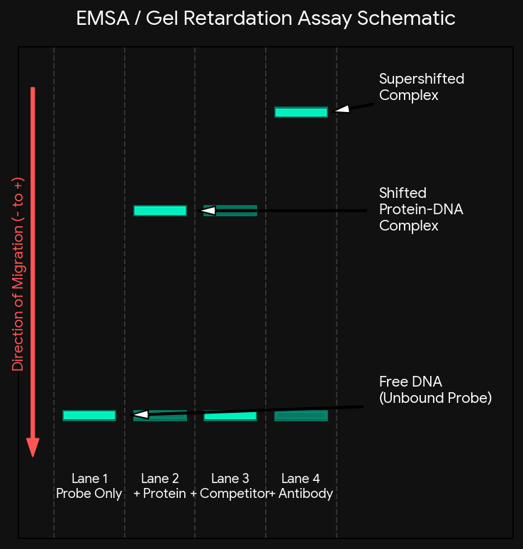 An EMSA (gel shift) result: free DNA runs fast, while DNA bound to increasing amounts of protein forms progressively slower-migrating shifted complexes