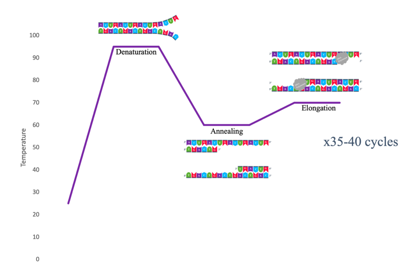 The three-step PCR thermal cycle: denaturation, primer annealing, and extension, repeated over 25-35 cycles
