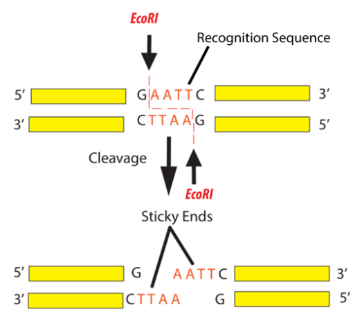 EcoRI recognising its palindromic recognition site GAATTC and cutting between the G and A on each strand